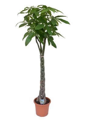 Pachira aquatica Glückskastanie Zimmerpflanze Grünpflanze Wilder Kakaobaum