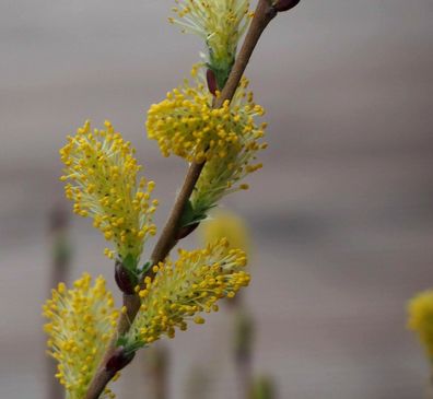 Kriechweide - Salix Repens