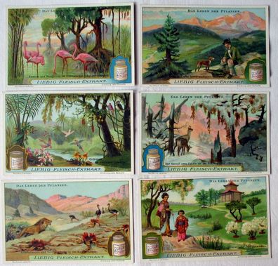 Liebigbilder Serie Nr. 933 Das Leben der Pflanzen Jahrgang 1925 (6/132022)