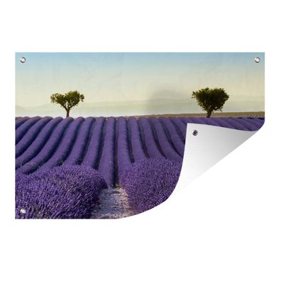 Gartenposter - Die perfekten Reihen von Lavendelfeldern mit zwei Bäumen am Horizont -