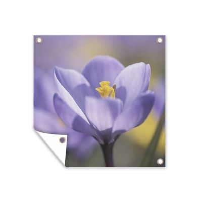Gartenposter - Frühling - Krokus - Lila - 100x100 cm - Gartendeko