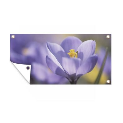 Gartenposter - Frühling - Krokus - Lila - 60x30 cm - Gartendeko