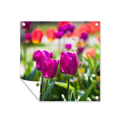 Gartenposter - Frühling - Tulpen - Lila - 50x50 cm - Gartendeko