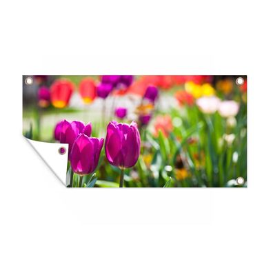 Gartenposter - Frühling - Tulpen - Lila - 60x30 cm - Gartendeko