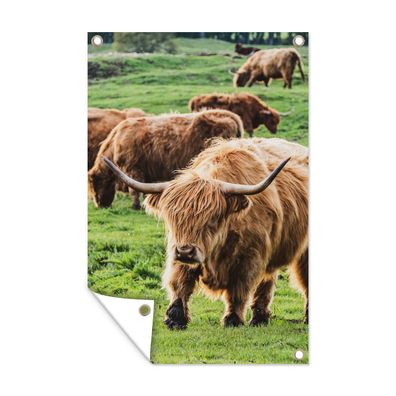 Gartenposter - Herde - Schottisches Hochlandrind - Gras - 120x180 cm - Gartendeko