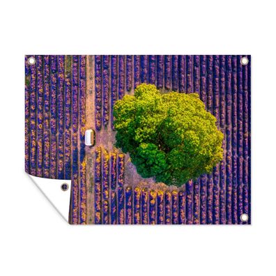 Gartenposter - Luftaufnahme eines großen Baumes in einem Lavendelfeld - 160x120 cm -