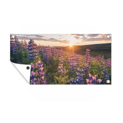 Gartenposter - Lupine - Sonne - Lila - 60x30 cm - Gartendeko