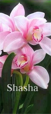 Kletter-Cymbidium-Orchideen-Bonsai-Samen