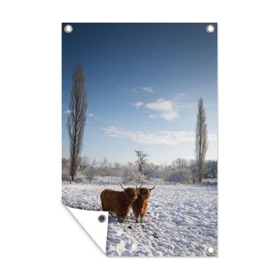 Gartenposter - Schottisches Hochlandrind - Licht - Schnee - 120x180 cm - Gartendeko