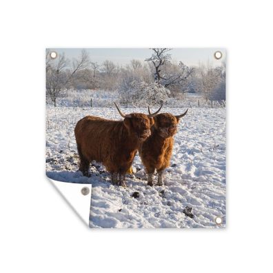Gartenposter - Schottisches Hochlandrind - Licht - Schnee - 200x200 cm - Gartendeko