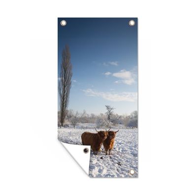 Gartenposter - Schottisches Hochlandrind - Licht - Schnee - 40x80 cm - Gartendeko