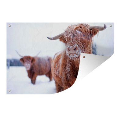 Gartenposter - Schottisches Hochlandrind - Schnee - Mantel - 60x40 cm - Gartendeko