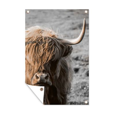 Gartenposter - Schottisches Hochlandrind - Tier - Sonne - 60x90 cm - Gartendeko