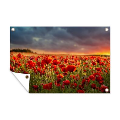 Gartenposter - Sonnenuntergang - Mohnblumen - Rot - 120x80 cm - Gartendeko