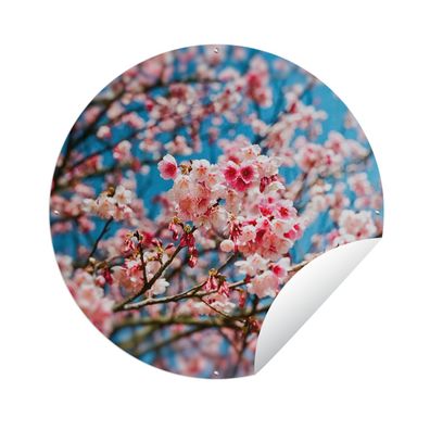 Gartenposter Rund - Frühling - Sakura - Rosa - Ø 120 cm - Gartendeko