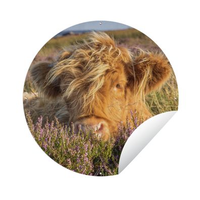Gartenposter Rund - Schottisches Hochlandrind - Heide - Gras - Tiere - Ø 90 cm - Gart