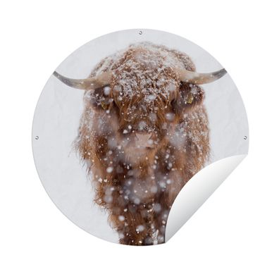 Gartenposter Rund - Schottisches Hochlandrind - Kuh - Schnee - Ø 120 cm - Gartendeko