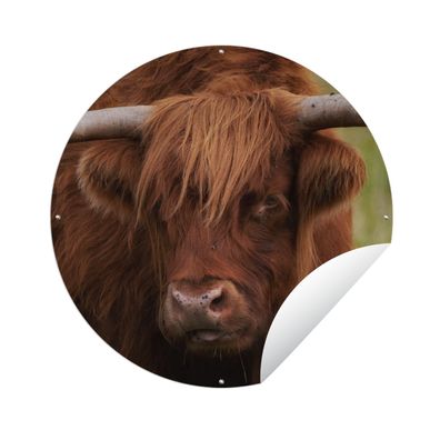 Gartenposter Rund - Schottisches Hochlandrind - Orange - Tiere - Ø 120 cm - Gartendek