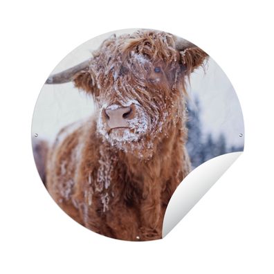 Gartenposter Rund - Schottisches Hochlandrind - Schnee - Haut - Ø 60 cm - Gartendeko