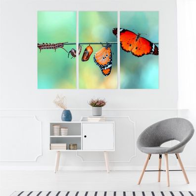 Leinwand Bilder SET 3-Teilig Schmetterlinge Raupen Nahaufnahme 3D 4058