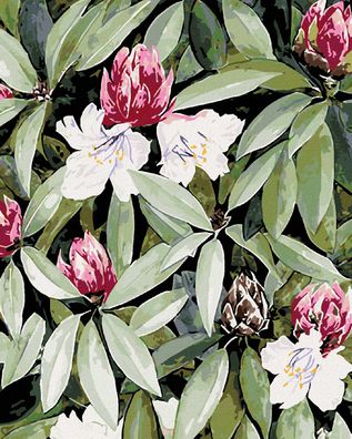 Malen nach Zahlen - Rhododendron MIT Weissen UND ROSA BLÜTEN (ALEXANDRIA Gilbert)