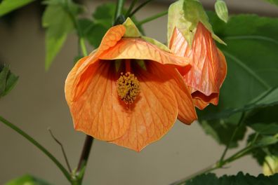 Schönmalve "Oranger Traum", Jungpflanze, Abutilon (Engelstrompeten)