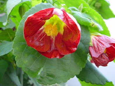 Zierpflanzen kaufen • Hood.de