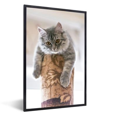 Poster - 40x60 cm - Katze - Kratzbaum - Augen