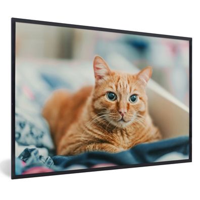 Poster - 60x40 cm - Katze - Kleidung - Schrank