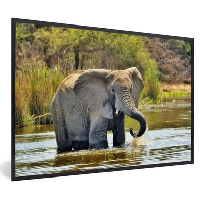Poster - 120x80 cm - Badender Elefant