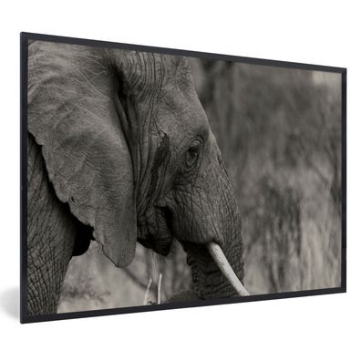 Poster - 120x80 cm - Schwarzer und weißer Elefant