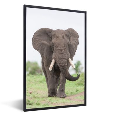 Poster - 60x90 cm - Entgegenkommender Elefant
