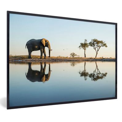 Poster - 90x60 cm - Elefant an einem See