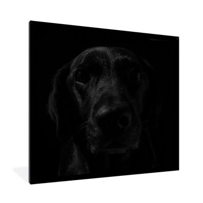 Poster - 40x40 cm - Hund - Schwarz - Labrador