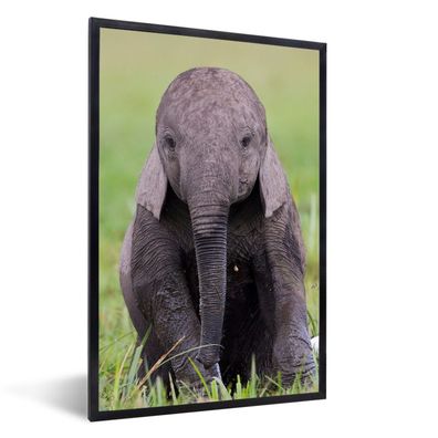 Poster - 60x90 cm - Porträt eines Elefantenbabys
