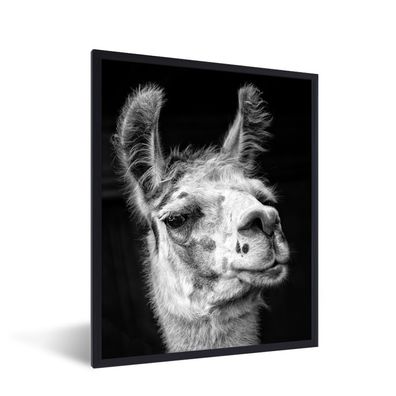 Poster - 30x40 cm - Alpaka auf schwarzem Hintergrund