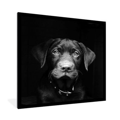 Poster - 40x40 cm - Nahaufnahme Labrador Welpe gegen schwarzen Hintergrund in