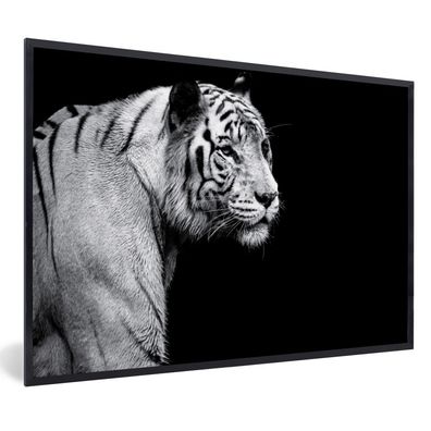 Poster - 120x80 cm - Studio Schuss weißen Tiger auf schwarzem Hintergrund