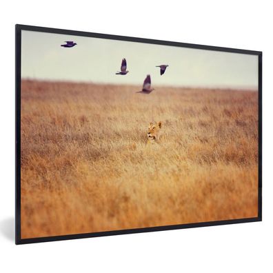 Poster - 30x20 cm - Löwin bei der Jagd versteckt