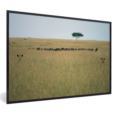 Poster - 120x80 cm - Versteckte Löwinnen spionieren eine Herde Gnus aus