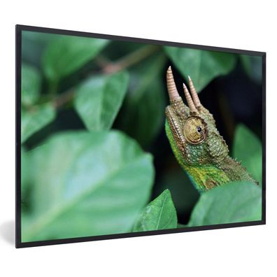 Poster - 90x60 cm - Verstecktes Chamäleon zwischen den Blättern