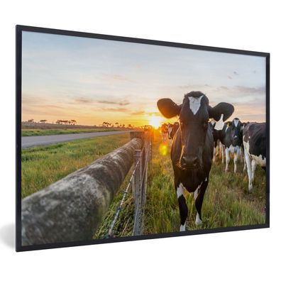 Poster - 120x80 cm - Kühe - Sonne - Zaun
