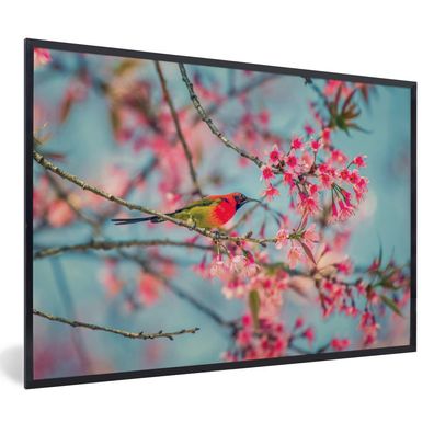Poster - 120x80 cm - Vogel - Sakura - Farben