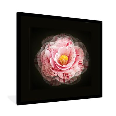 Poster - 40x40 cm - Blume - Kamelie - Rosa