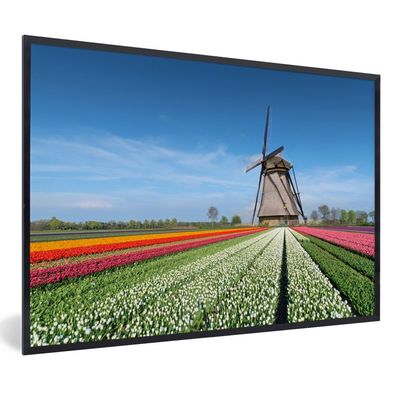 Poster - 90x60 cm - Mühle zwischen den Tulpen in Holland