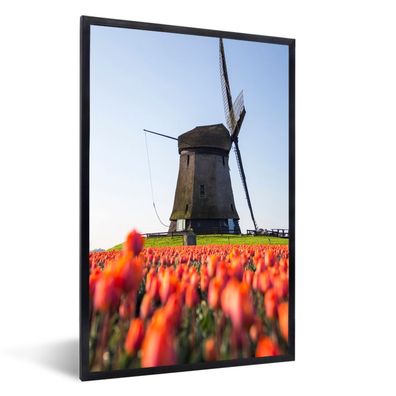 Poster - 60x90 cm - Eine Mühle mit Tulpen