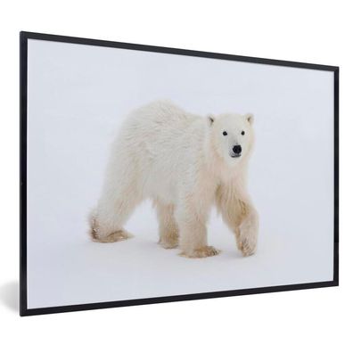 Poster - 60x40 cm - Eisbär - Schnee - Weiß