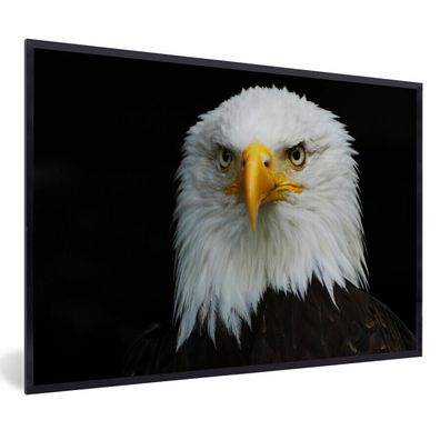 Poster - 60x40 cm - Adler - Schwarz - Weiß