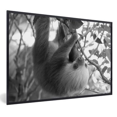 Poster - 120x80 cm - Baby-Faultier im Regenwald von Costa Rica in schwarz und