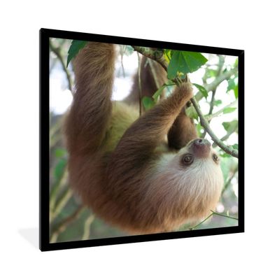 Poster - 40x40 cm - Baby-Faultier im Regenwald von Costa Rica